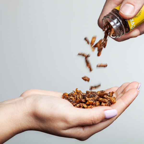 Traškūs skrudinti svirpliai "Salty Caramel"