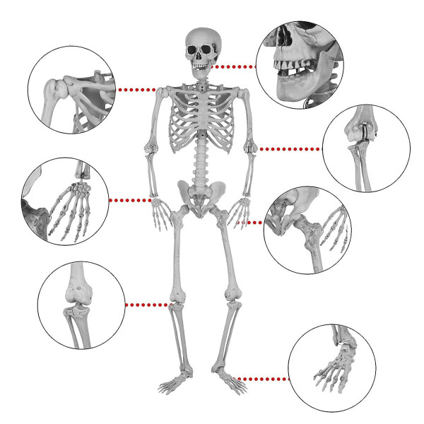 XXL Dekoracija "Skeletas" (160cm)