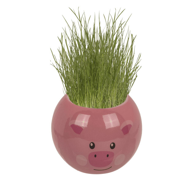 Žoliagalvis - Ūkio gyvūnas